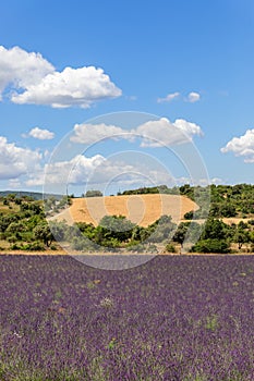 Lavender plantation in Provence and bee hives under blue summer sky with white cumulus clouds floating